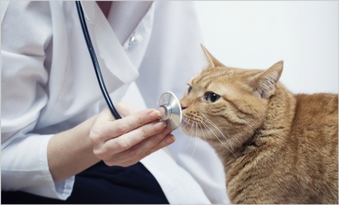 Отек легких у котов и кошек: своевременная диагностики и лечение