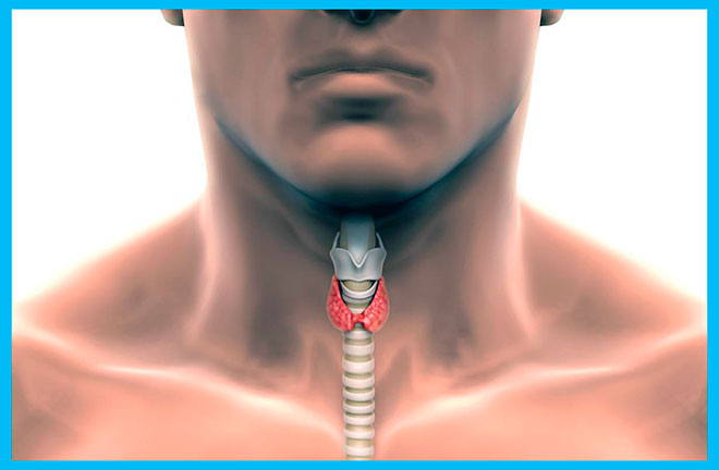 рисунок щитовидной железы у мужчины