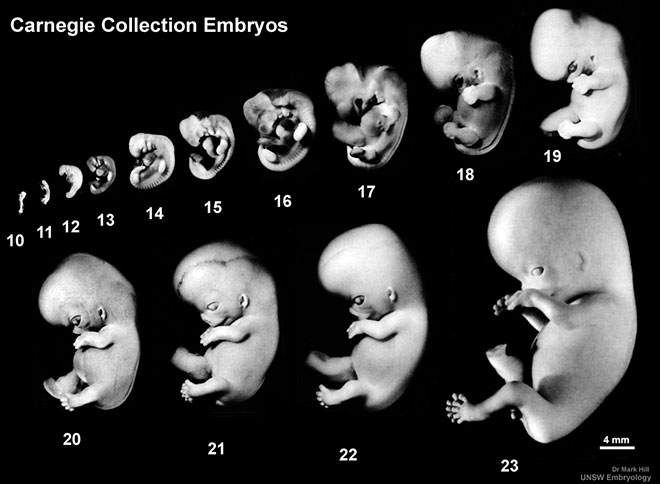 фотография этапов постэмбрионального развития человека