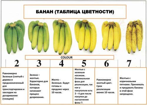 Зрелость бананов