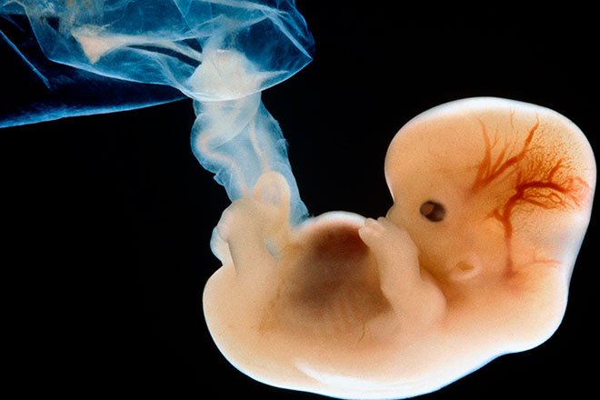 зарождение человека из эмбриона