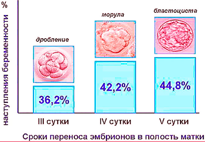 график сроков переноса эмбрионов