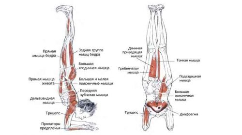 Работающие мышцы в стойке Пинча Маюрасана