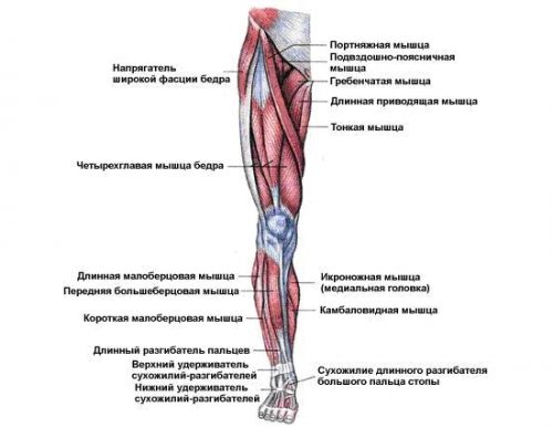 Мышцы ног