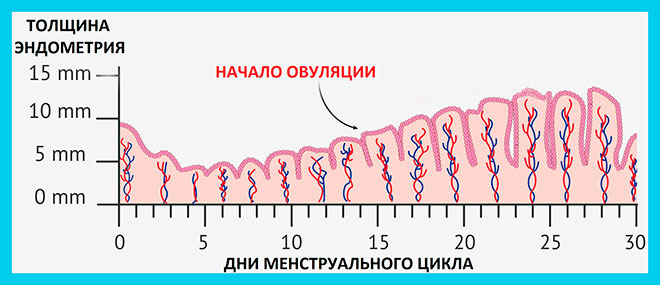 рисунок роста толщины эндометрия по дням менструального цикла
