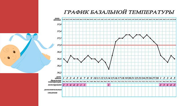 образец графика базальной температуры тела