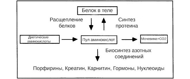 Прием протеина схема. Приём протеина схема. Распад белка. Схема поглощения Холдинг. Рассчитать поглощение белка организмом.