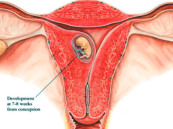 Симптомы прикрепления эмбриона к матке