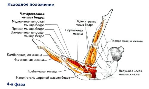 Мышцы при растяжке ног