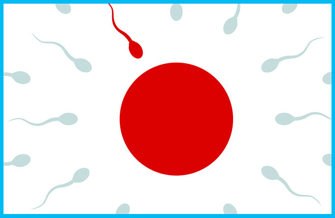 сперматозоиды устремляются к яйцеклетке в виде японского флага