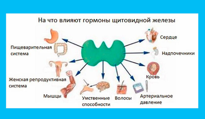 инфографика влияния гормона т3 на организм женщины