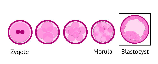 инфографика развития эмбриона человека за 5 дней до стадии бластоцисты