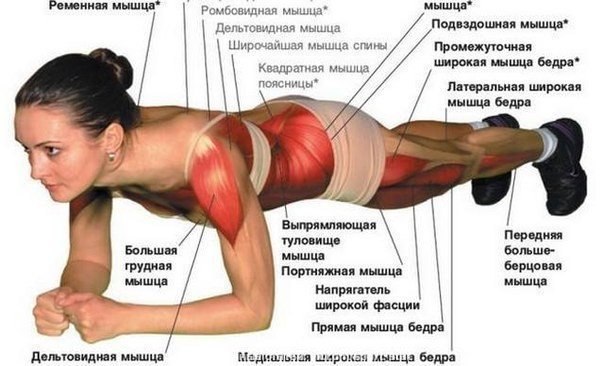Укрепление мышц тела