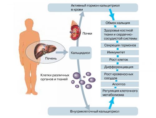 Польза кальцитриола