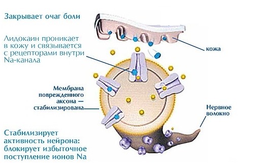 Механизм действия лидокаина