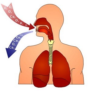 Вдыхание кислорода — выдыхание углекислого газа