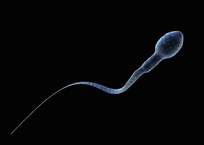 Один сперматозоид