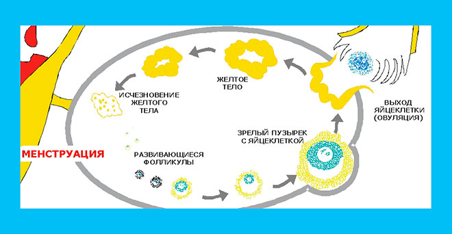 схема развития желтого тела в менструальном цикле