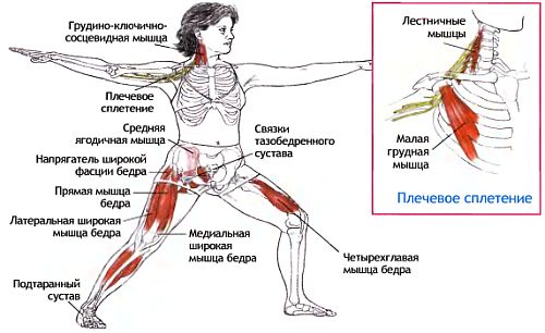 Напряженные мышцы при Вирабхадрасане
