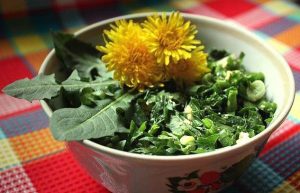 Зеленый салат из одуванчика