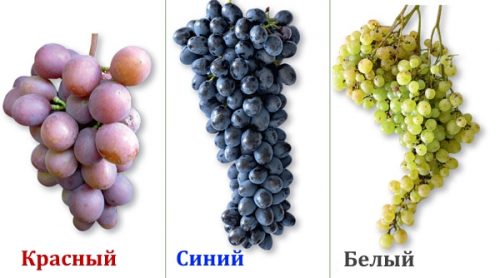 Типы винограда
