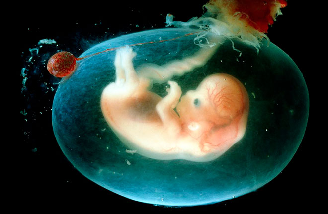 зародыш человека в матке 