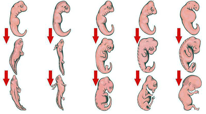 картинка показывающая сходство между эмбрионами человека и животных