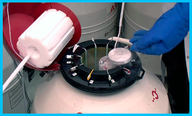 эмбриолог извлекает соломину с замороженными эмбрионам из сосуда дьюара