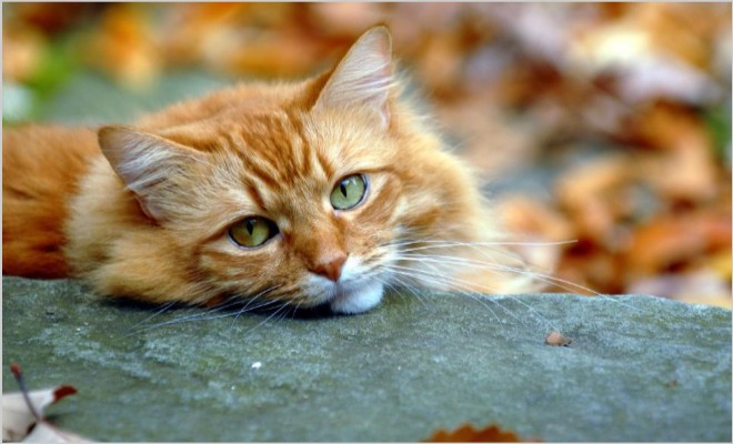 Отек легких у котов и кошек: своевременная диагностики и лечение