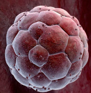 эмбрион на стенке матки