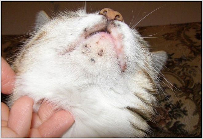 Почему у кошки опух подбородок и как с этим бороться