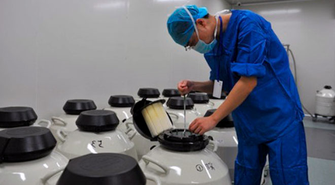 работник лаборатории осматривает криоконсервированные эмбрионы
