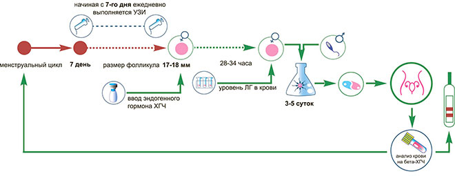 инфографика протокола ЭКО в естетственном цикле без стимуляции яичников