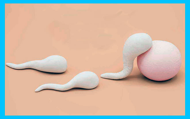 яйцеклетка и сперматозоиды из пластилина