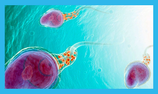 три красивых сперматозоида