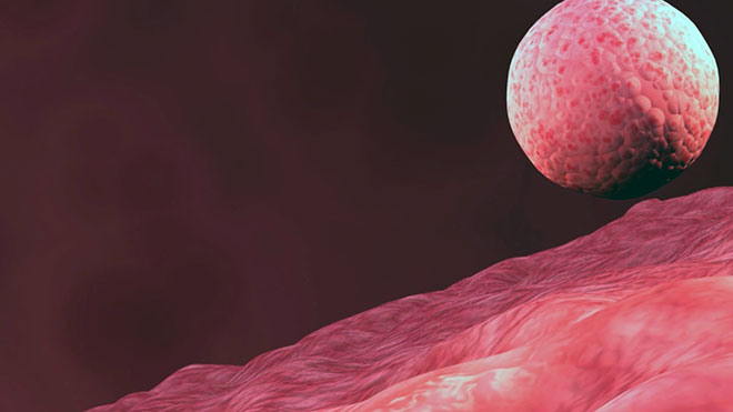 эмбрион человека в матке после подсадки