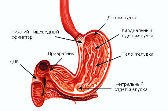Схема отделов желудка